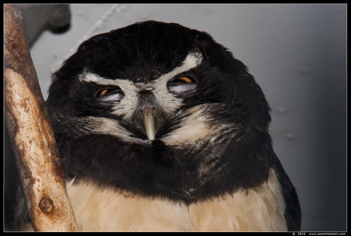 brillenuil  ( Pulsatrix perspicillata ) spectacled owl
Trefwoorden: Antwerpen Antwerp zoo brillenuil Pulsatrix perspicillata spectacled owl briluil