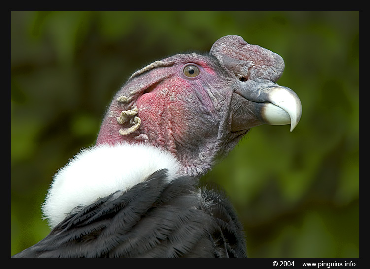 Andescondor ( Vultur gryphus )  Andean condor
Keywords: Antwerpen zoo Antwerp Vultur gryphus condor