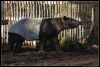 _DSC5911_Antwerpen_tapir.jpg