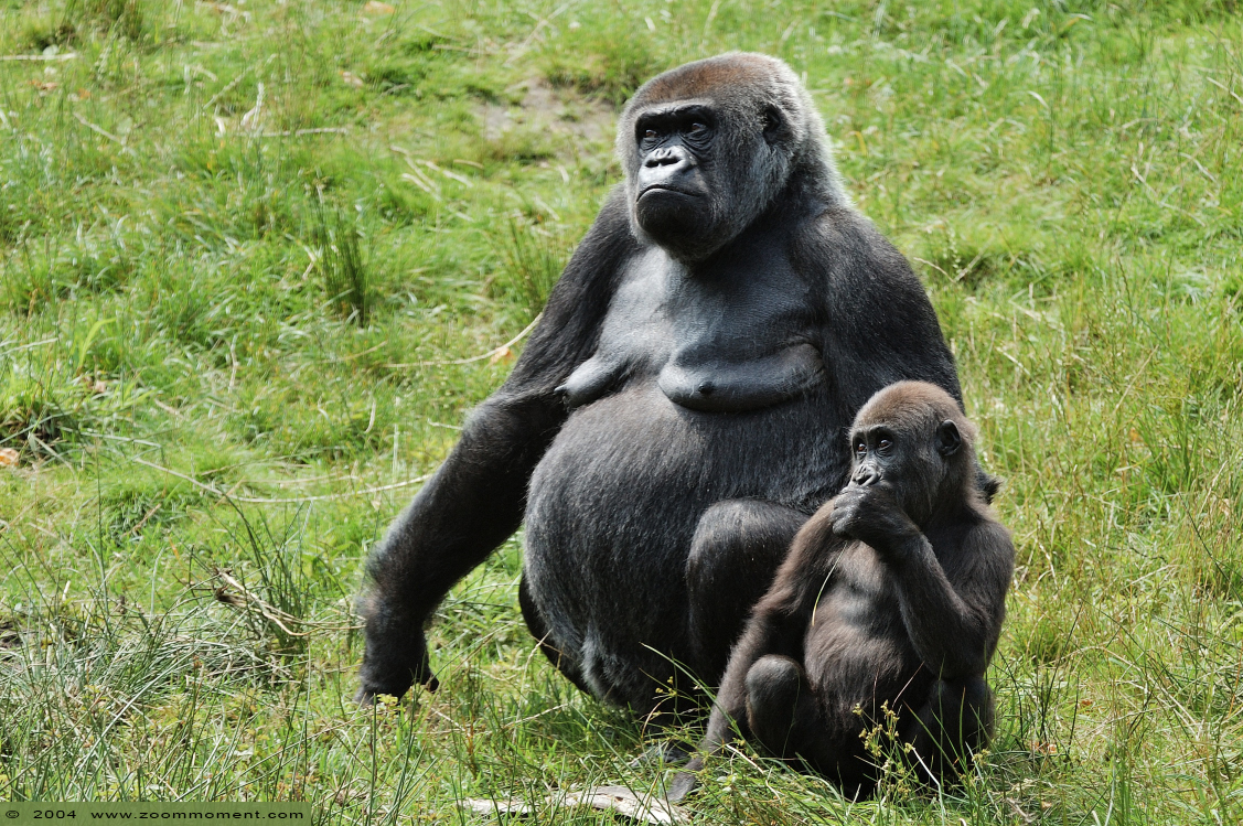 Gorilla gorilla with baby
Trefwoorden: Apenheul zoo Gorilla gorilla mensaap primaten primates