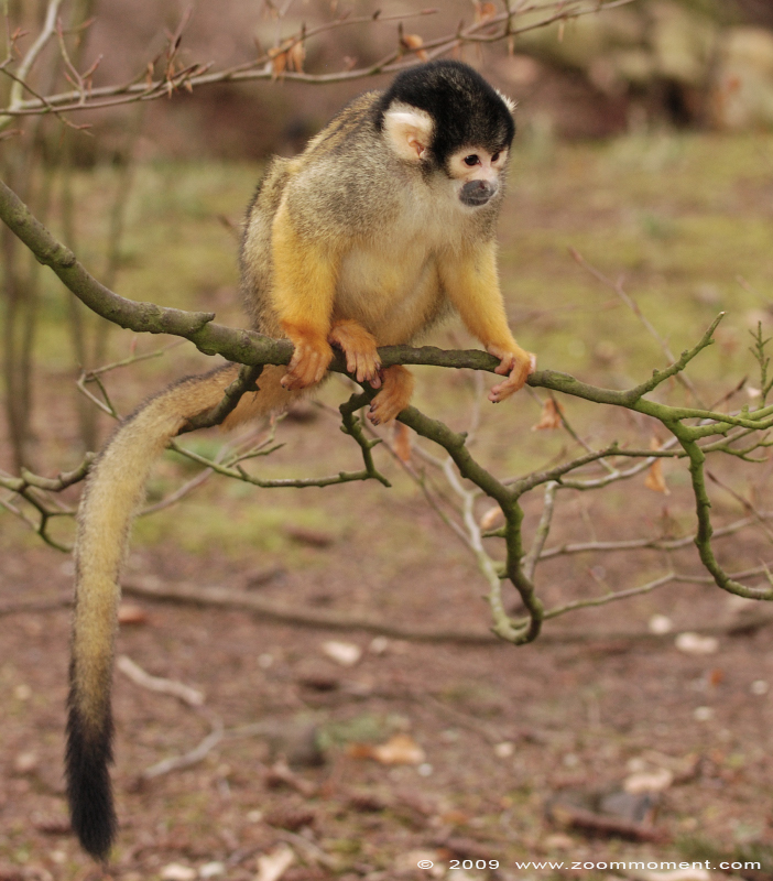 Boliviaans doodshoofdaapje  ( Saimiri boliviensis )  Bolivian squirrel monkey
Trefwoorden: Apenheul zoo Saimiri boliviensis Boliviaans doodshoofdaapje Bolivian squirrel monkey
