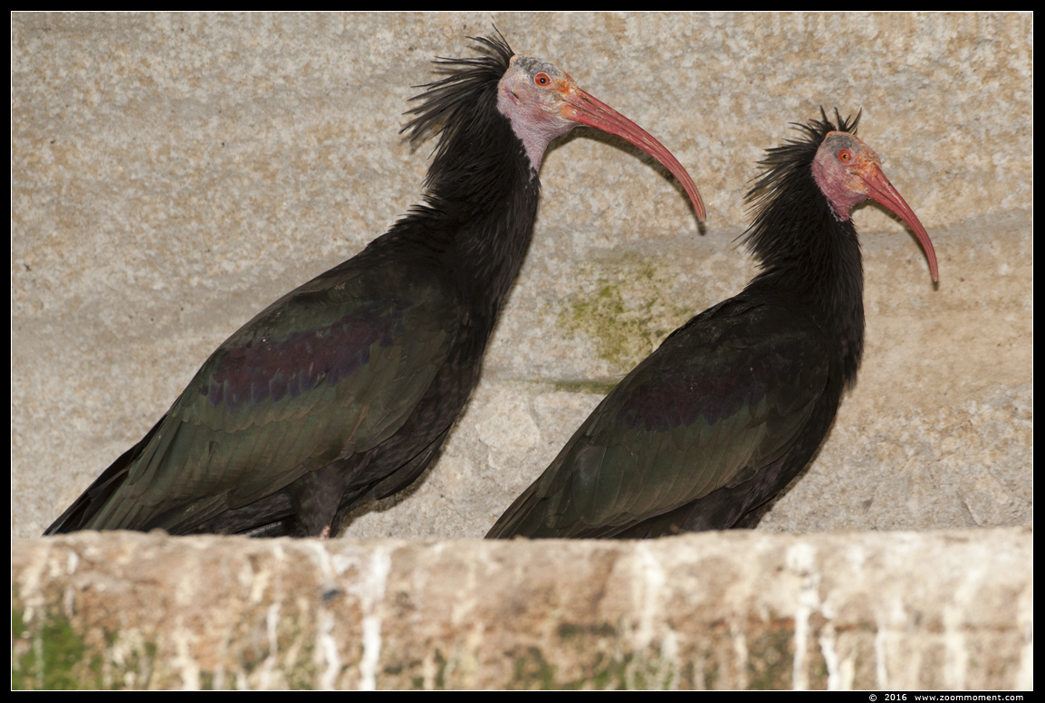 kaalkop ibis  ( Geronticus eremita ) Northern bald ibis
Trefwoorden: Apenheul zoo kaalkop ibis  Geronticus eremita  Northern bald ibis
