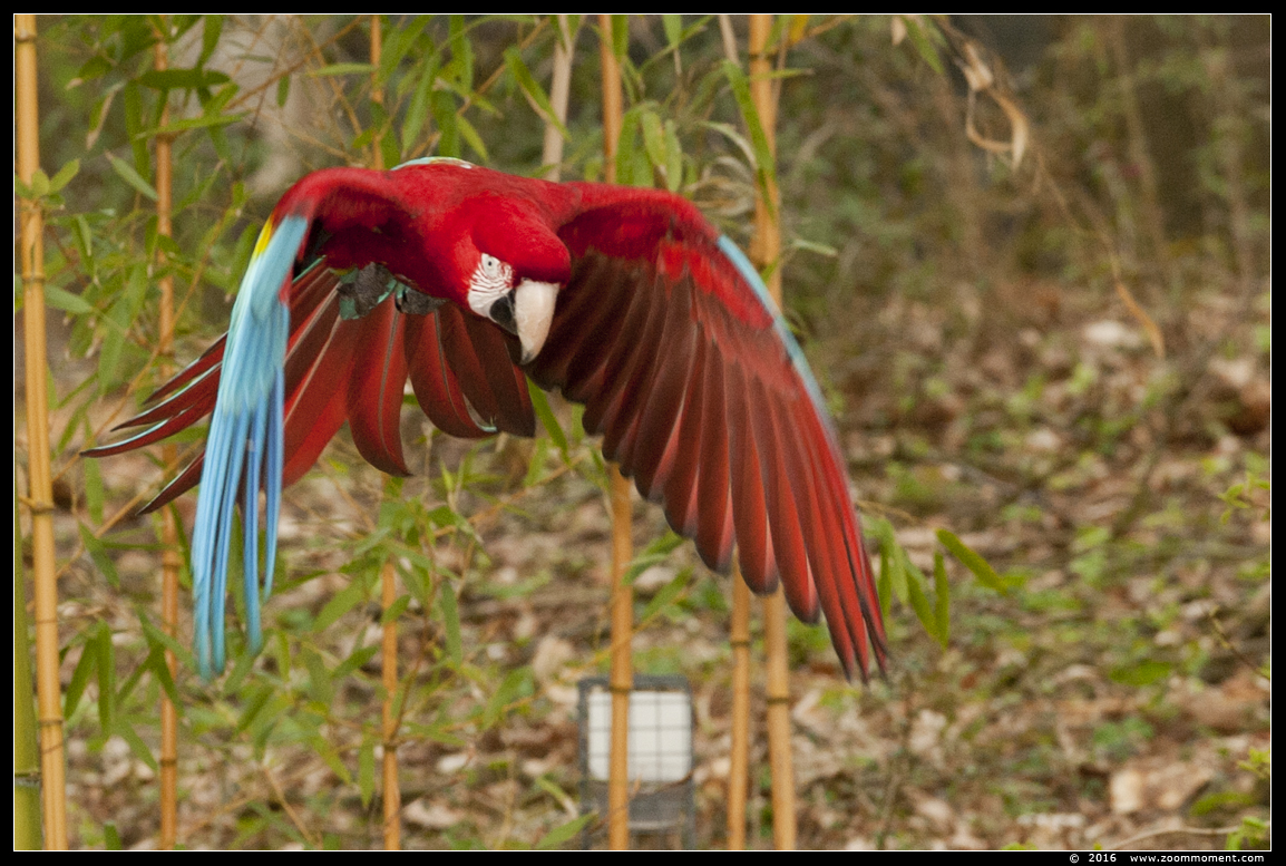 groenvleugelara ( Ara chloropterus ) green-winged macaw
Trefwoorden: Apenheul zoo groenvleugelara Ara chloropterus green winged macaw