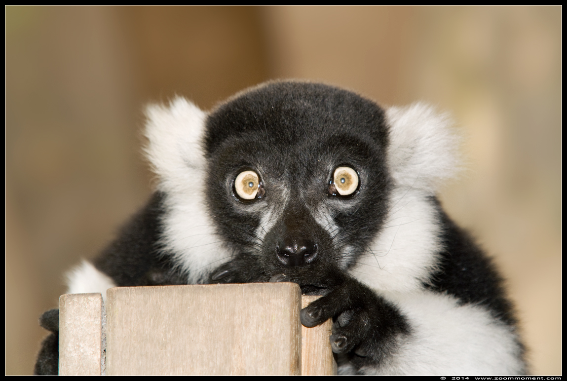 zwart witte vari  ( Varecia variegata )   black white ruffed lemur
Trefwoorden: Apenheul zoo zwart witte vari  Varecia variegata   black white ruffed lemur