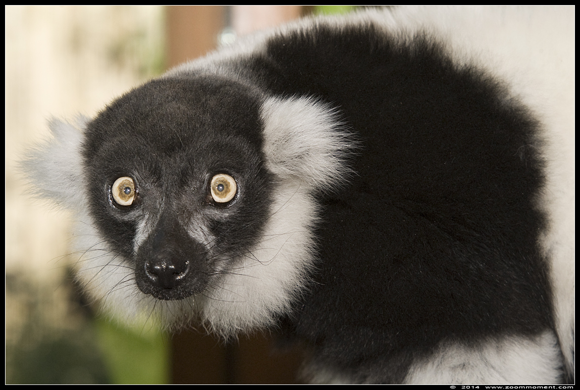 zwart witte vari (  Varecia variegata ) black and white ruffed lemur
Trefwoorden: Apenheul zoo zwart witte vari  Varecia variegata   black white ruffed lemur
