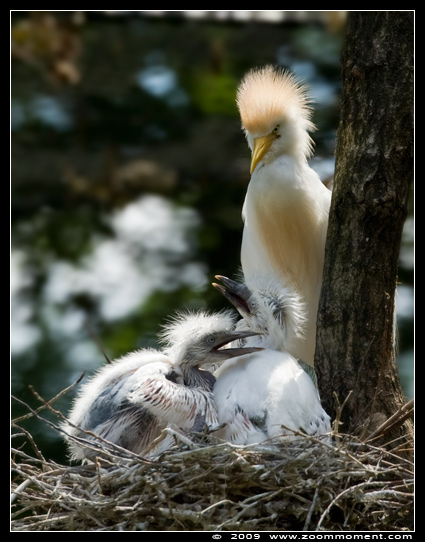 koereiger ( Bubulcus ibis ) cattle egret
Trefwoorden: Apenheul zoo koereiger kuiken vogel Bubulcus ibis cattle egret chick bird