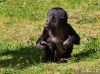 DSC_37382_Apenheul19_bonoboc.jpg