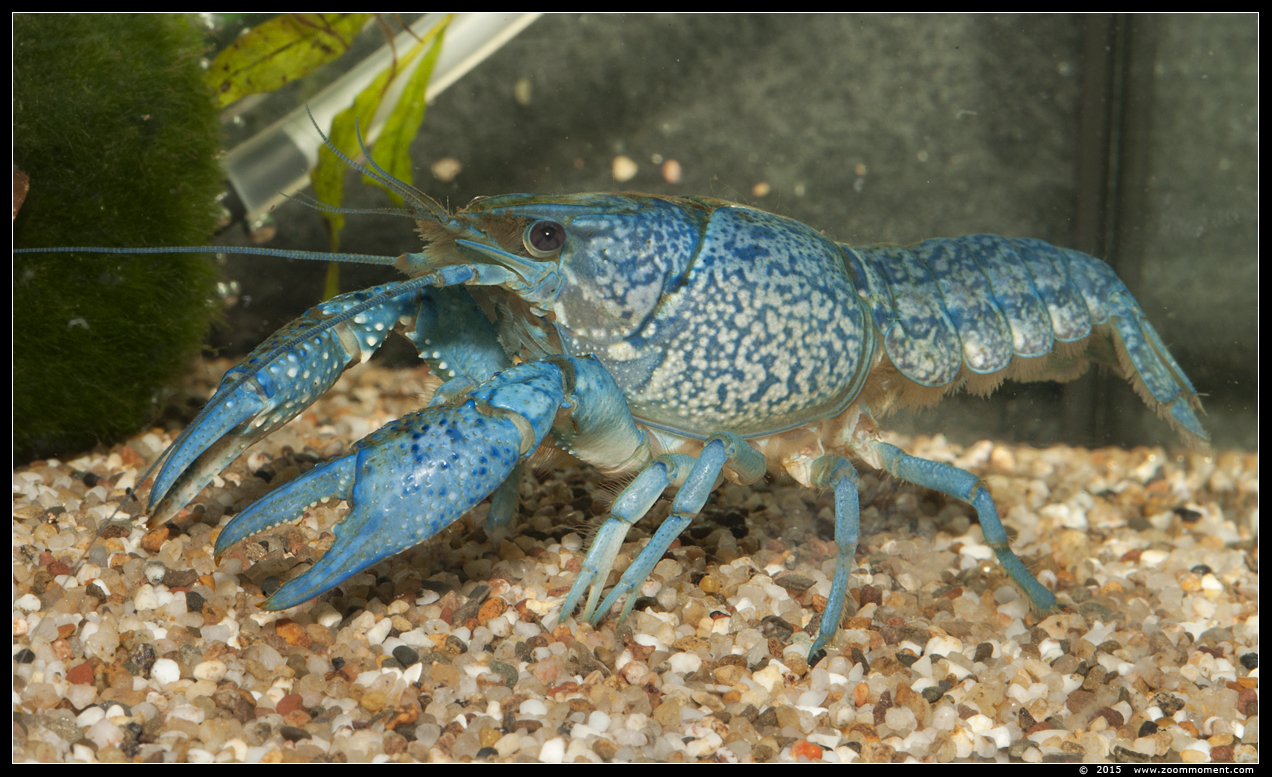 blauwe florida kreeft  ( Procambarus alleni ) 
AquaHortus 2015
Keywords: AquaHortus Leiden kreeft lobster Procambarus allenii  blauwe Florida kreeft