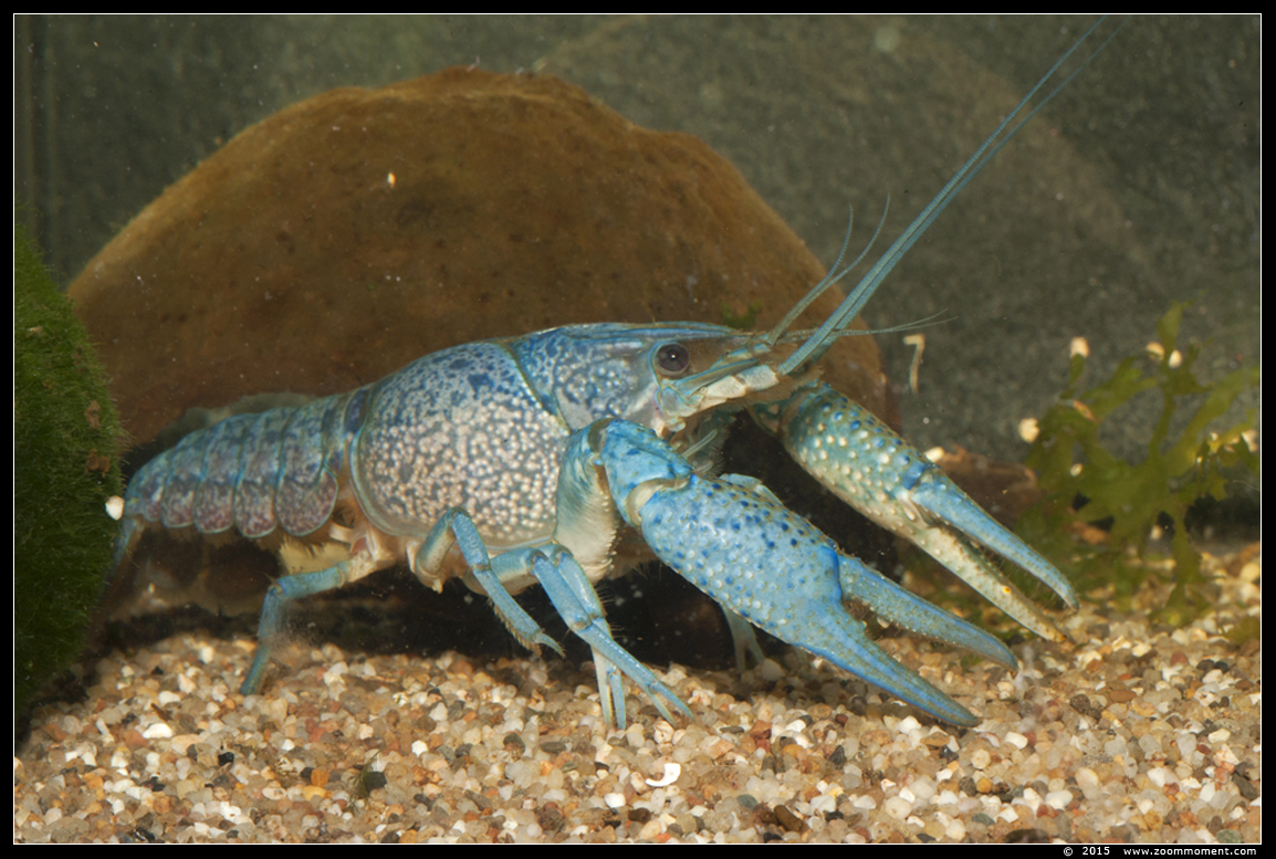 blauwe florida kreeft  ( Procambarus alleni ) 
AquaHortus 2015
Trefwoorden: AquaHortus Leiden kreeft lobster Procambarus allenii  blauwe Florida kreeft