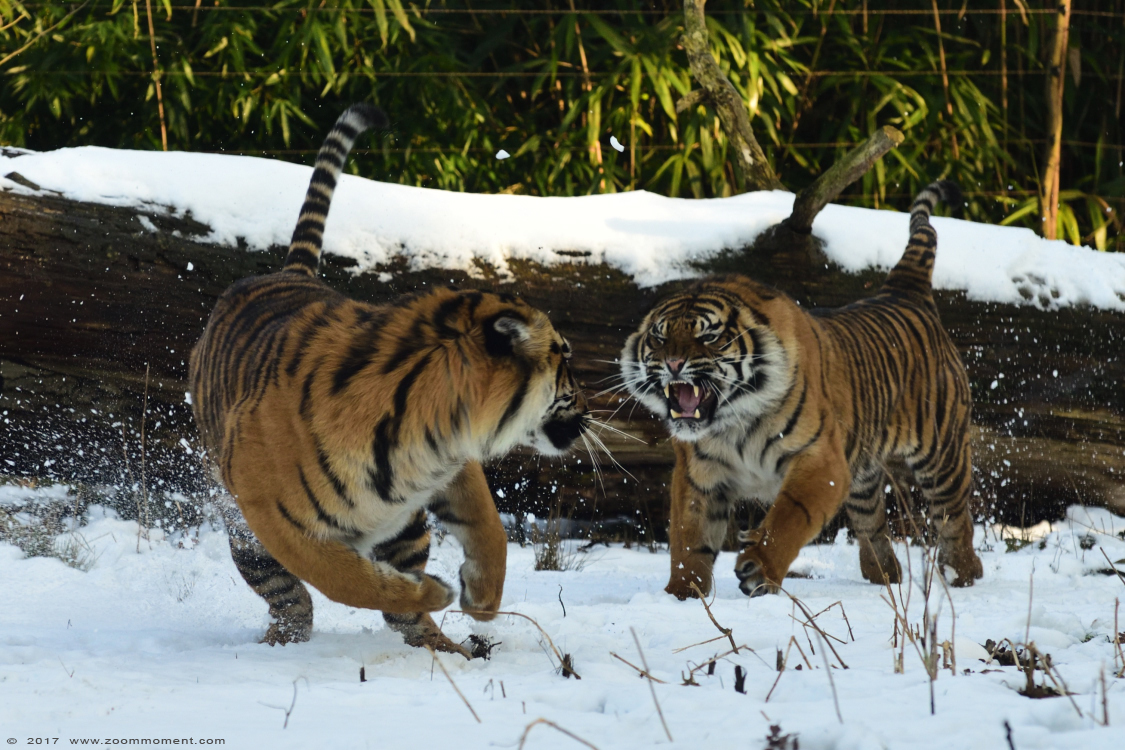Sumatraanse tijger ( Panthera tigris sumatrae ) Sumatran tiger 
Trefwoorden: Burgers zoo Arnhem Sumatraanse tijger Panthera tigris sumatrae Sumatran tiger