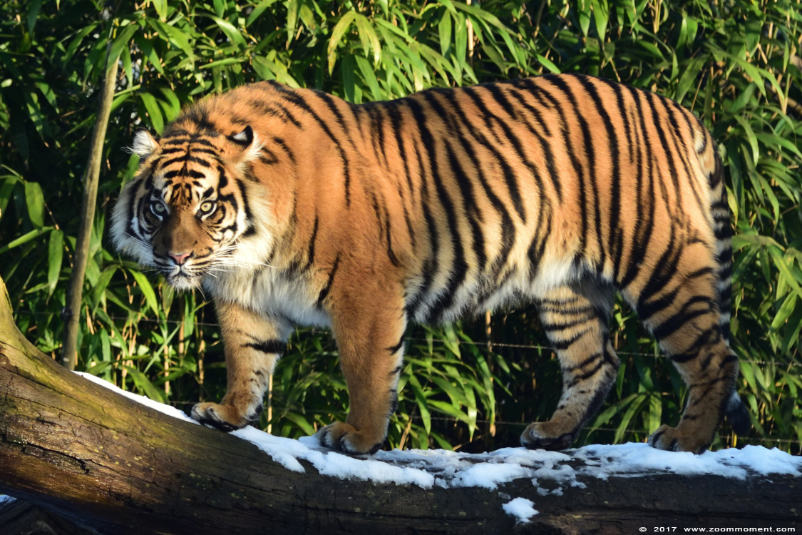 Sumatraanse tijger ( Panthera tigris sumatrae ) Sumatran tiger 
Trefwoorden: Burgers zoo Arnhem Sumatraanse tijger Panthera tigris sumatrae Sumatran tiger