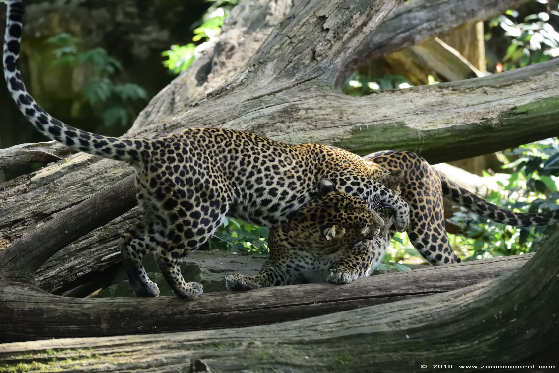 Sri Lanka panter ( Panthera pardus kotiya )  Sri Lankan leopard 
Trefwoorden: Burgers zoo Arnhem Sri Lanka panter Panthera pardus kotiya  Sri Lankan leopard