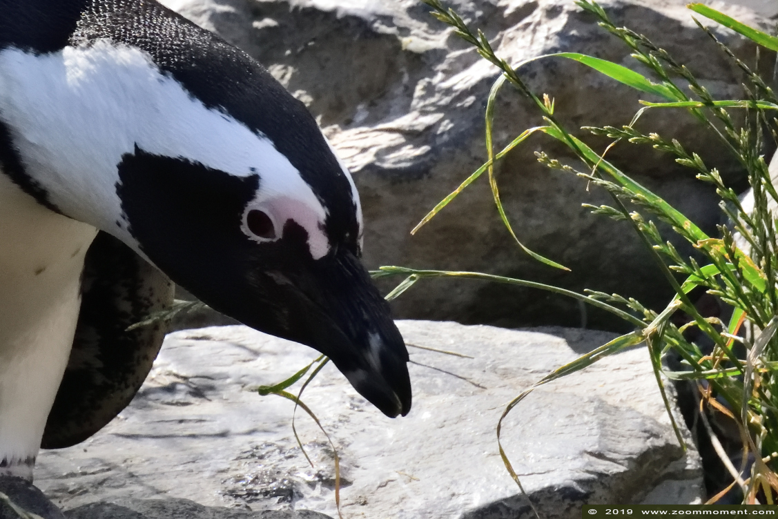 Afrikaanse pinguïn ( Spheniscus demersus ) African penguin
Keywords: Burgers zoo Arnhem Afrikaanse pinguin Spheniscus demersus African penguin zwartvoetpinguin