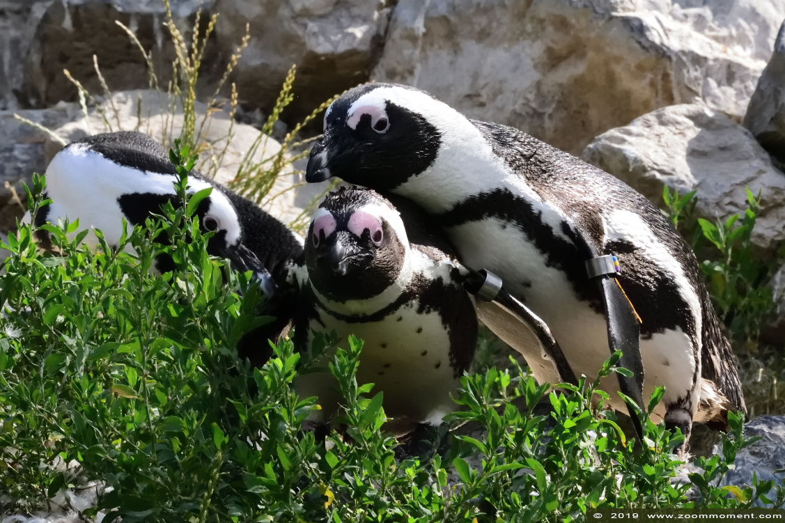 Afrikaanse pinguïn ( Spheniscus demersus ) African penguin
Keywords: Burgers zoo Arnhem Afrikaanse pinguin Spheniscus demersus African penguin zwartvoetpinguin