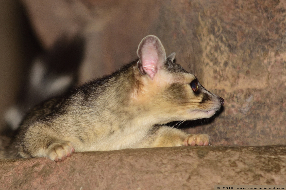 Noord-Amerikaanse katfret ( Bassariscus astutus ) ringtail cat
Trefwoorden: Burgers zoo Arnhem Noord-Amerikaanse katfret Bassariscus astutus  ringtail cat