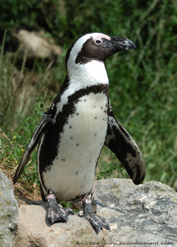 Afrikaanse pinguïn ( Spheniscus demersus ) African penguin Brillenpinguin
Keywords: Burgers zoo Arnhem Afrikaanse pinguin Spheniscus demersus African penguin zwartvoetpinguin Brillenpinguin
