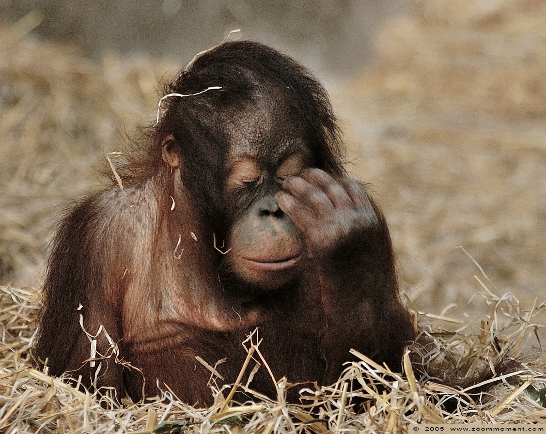 orang oetan ( Pongo pygmaeus ) Bornean orangutan 
Trefwoorden: Burgers zoo Arnhem  orang oetan Pongo pygmaeus  Bornean orangutan 