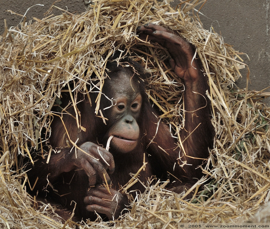 orang oetan ( Pongo pygmaeus ) Bornean orangutan
 

Trefwoorden: Burgers zoo Arnhem orang oetan Pongo pygmaeus Bornean orangutan