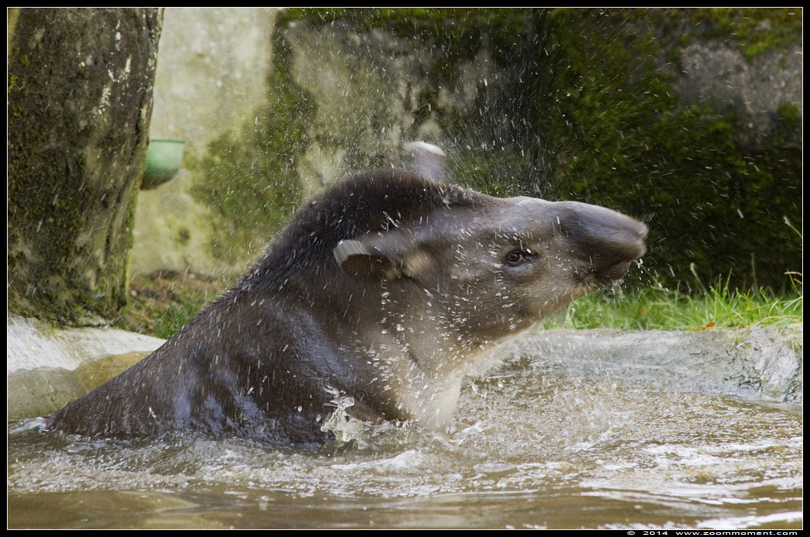 Zuid-Amerikaanse tapir  ( Tapiris terrestris  )  tapir
Trefwoorden: Burgers zoo Arnhem Zuid-Amerikaanse tapir Tapiris terrestris