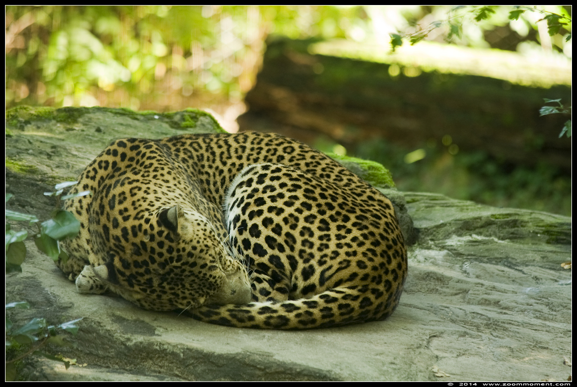 Sri Lanka panter  ( Panthera pardus kotiya  )  Sri Lanka leopard
Trefwoorden: Burgers zoo Arnhem  Sri Lanka panter   Panthera pardus kotiya   Sri Lanka leopard