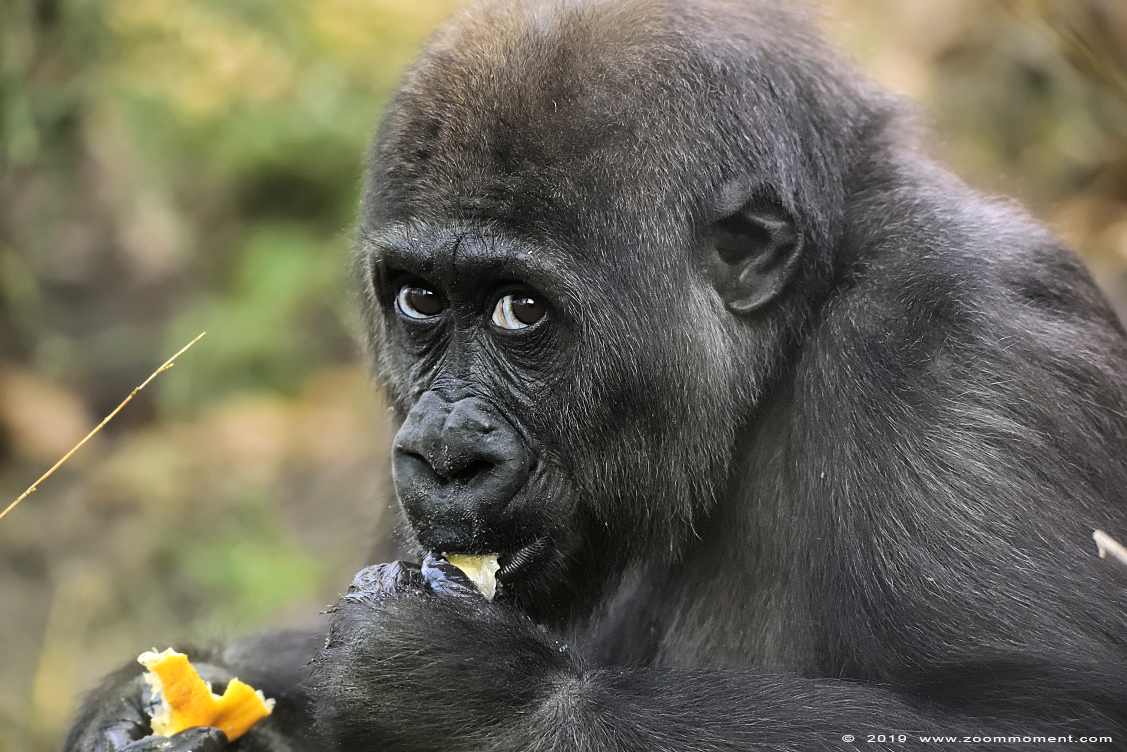 Gorilla
Yanga
Trefwoorden: Artis Amsterdam zoo gorilla Yanga