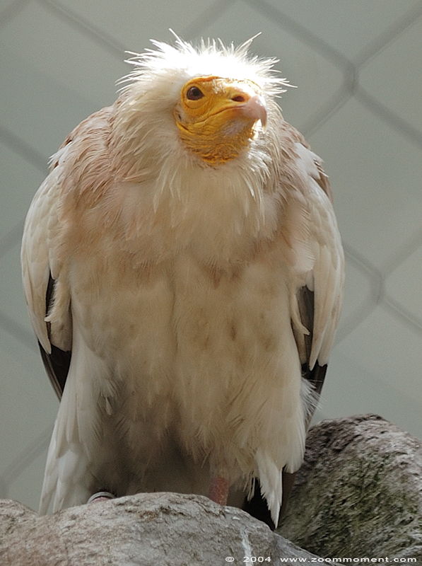 aasgier  ( Neophron percnopterus )  Egyptian vulture
Trefwoorden: Artis Amsterdam zoo Neophron percnopterus Egyptian vulture aasgier vogel bird
