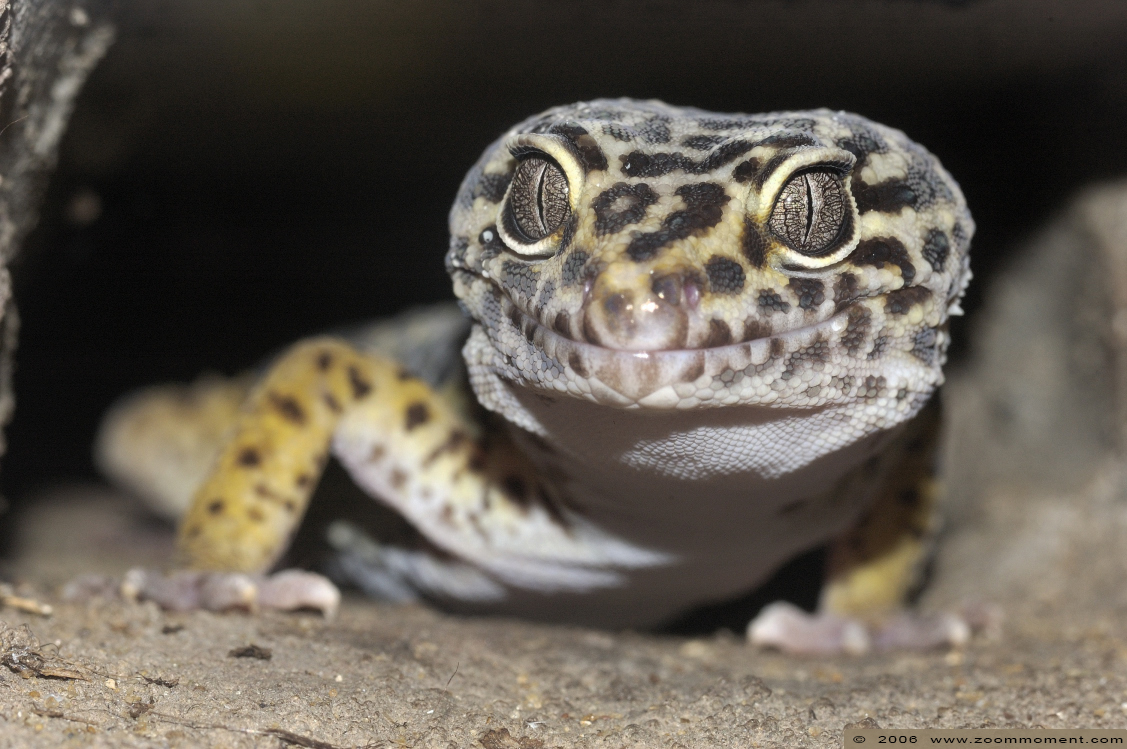 luipaardgekko ( Eublepharis macularius ) leopard gecko
Avainsanat: Artis Amsterdam zoo luipaardgekko Eublepharis macularius leopard gecko