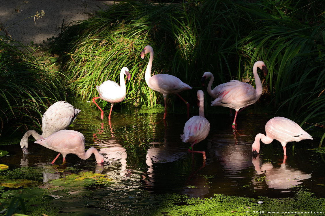 kleine flamingo ( Phoeniconaias minor ) lesser flamingo 
Trefwoorden: Aschersleben zoo Germany kleine flamingo  Phoeniconaias minor  lesser flamingo 