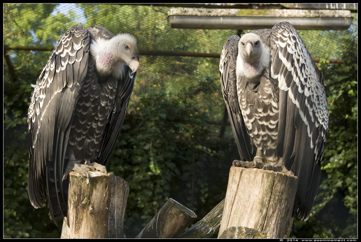 Rüppelsgier  ( Gyps rueppellii  )  Ruppel's griffon vulture
Parole chiave: Vogelpark Avifauna Nederland Rüppelsgier Gyps rueppellii Ruppel's griffon vulture
