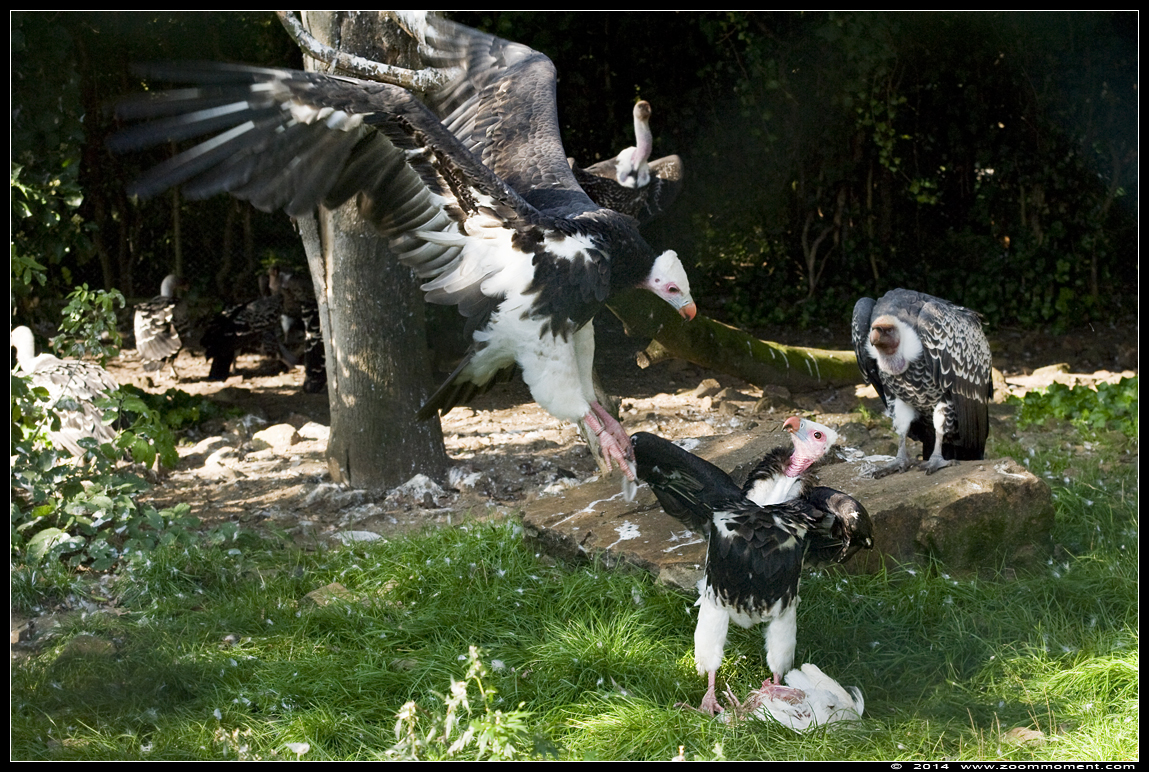 witkopgier ( Trigonoceps occipitalis ) white headed vulture
Ključne reči: Vogelpark Avifauna Nederland  witkopgier  Trigonoceps occipitalis white headed vulture