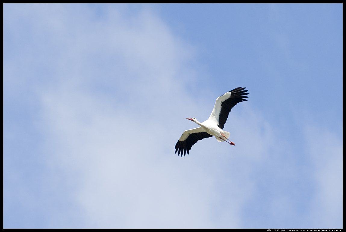 Europese ooievaar  ( Ciconia ciconia )  white stork
Trefwoorden: Vogelpark Avifauna Nederland  Europese ooievaar  Ciconia ciconia   white stork