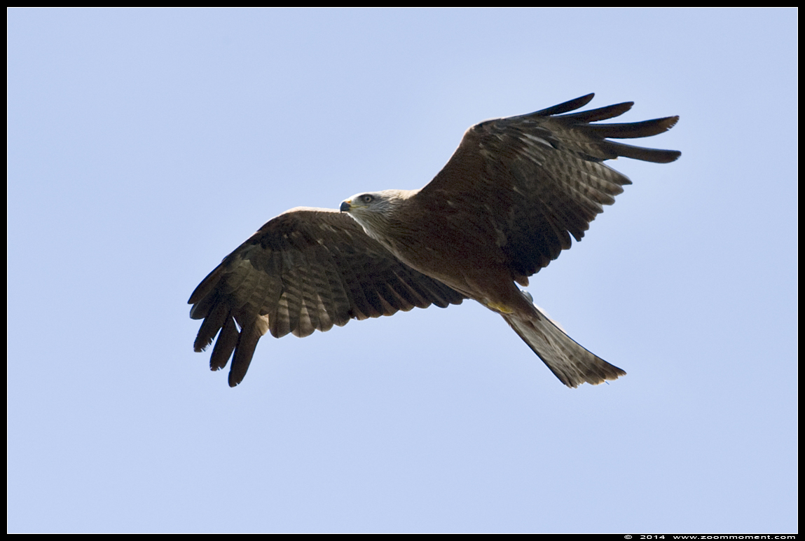 zwarte wouw ( Milvus migrans ) black kite
Trefwoorden: Vogelpark Avifauna Nederland zwarte wouw  Milvus migrans  black kite