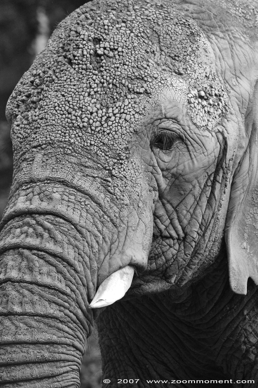 Afrikaanse olifant ( Loxodonta africana ) African elephant
Trefwoorden: Basel Swiss Zwitserland Zolli Afrikaanse olifant African elephant Loxodonta africana