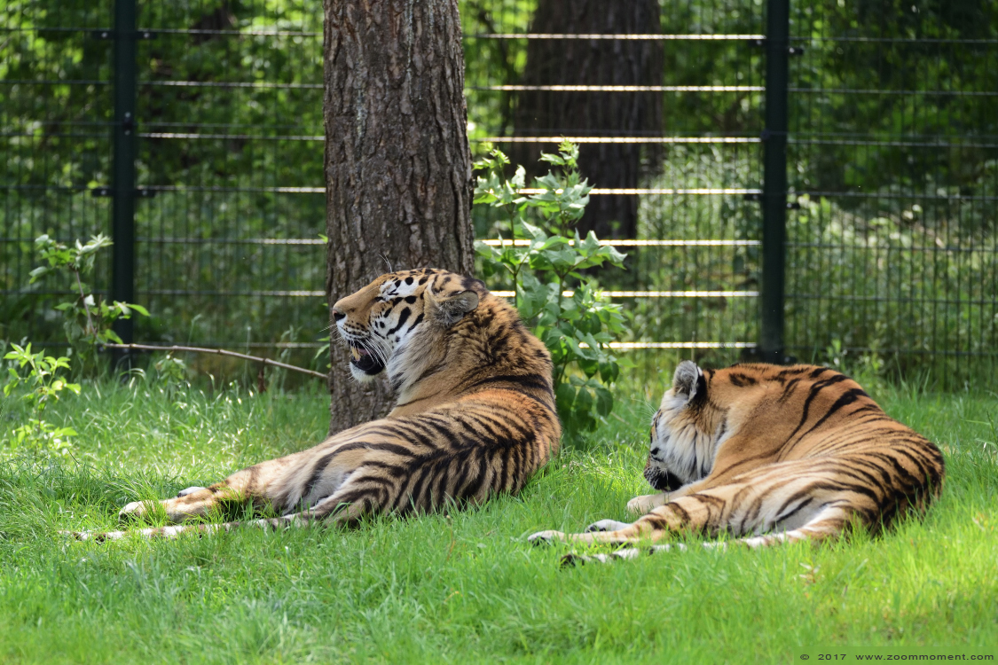 Siberische tijger  ( Panthera tigris altaica )  Siberian tiger
Yarko en Angara
Trefwoorden: Safaripark Beekse Bergen siberische tijger Panthera tigris altaica Siberian tiger
