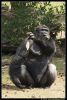 _DSC8135_SBB16_gorilla.jpg