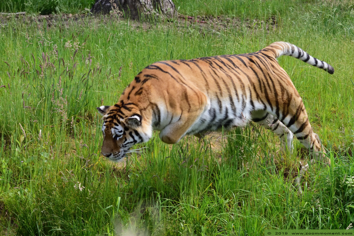 Siberische tijger of amoer tijger ( Panthera tigris altaica ) Siberian tiger
Angara
Trefwoorden: Safaripark Beekse Bergen siberische tijger Panthera tigris altaica Siberian tiger