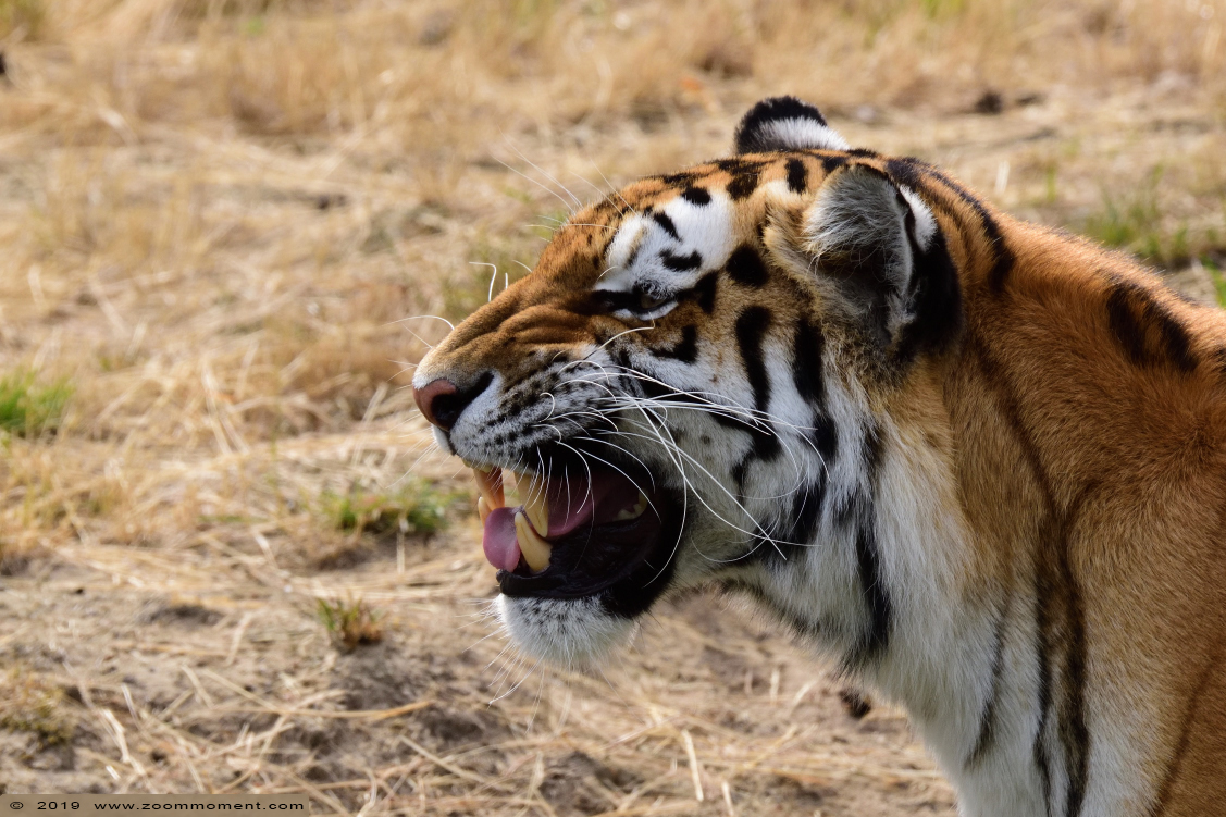 Siberische tijger of amoer tijger ( Panthera tigris altaica ) Siberian tiger
Yarko
Trefwoorden: Safaripark Beekse Bergen siberische tijger Panthera tigris altaica Siberian tiger