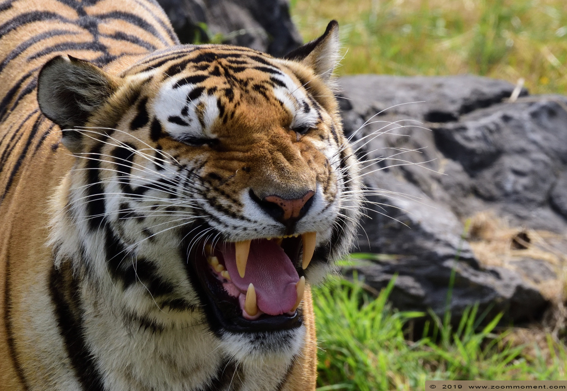 Siberische tijger of amoer tijger ( Panthera tigris altaica ) Siberian tiger
Trefwoorden: Safaripark Beekse Bergen siberische tijger Panthera tigris altaica Siberian tiger