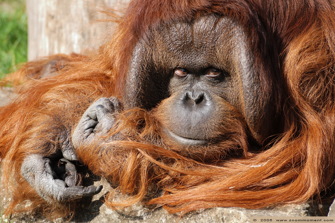 orang oetan ( Pongo pygmaeus abelii ) Sumatran orangutan
Trefwoorden: Berlijn Berlin zoo Germany orang oetan  Pongo pygmaeus abelii Sumatran orangutan