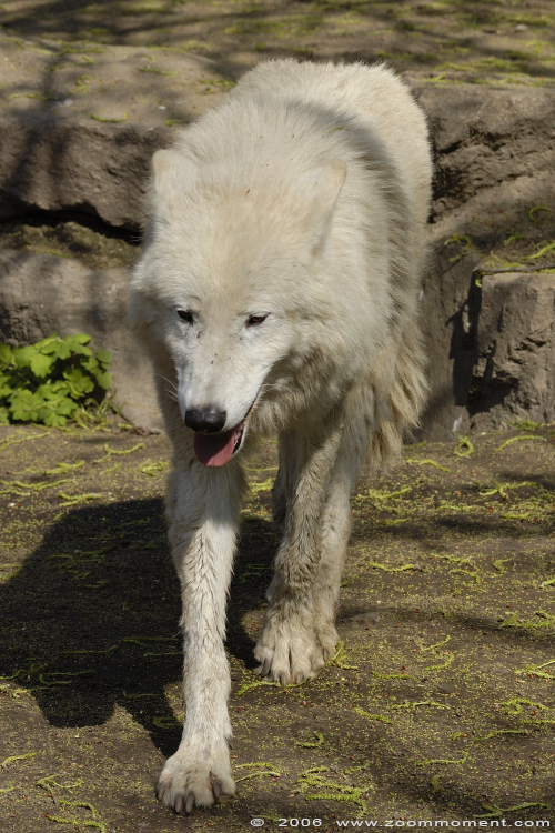 Arktische of Canadese wolf ( Canis lupus arctos ) Canadian or arctic or white wolf
Trefwoorden: Berlijn Berlin zoo Germany  Arktische  Canadese wolf  Canis lupus arctos  Canadian or arctic  white wolf