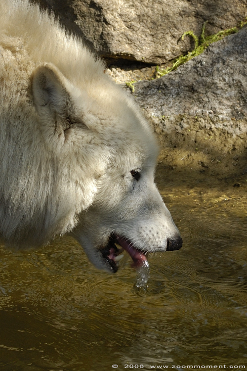 Arktische of Canadese wolf ( Canis lupus arctos ) Canadian or arctic or white wolf
Trefwoorden: Berlijn Berlin zoo Germany  Arktische  Canadese wolf  Canis lupus arctos  Canadian or arctic  white wolf