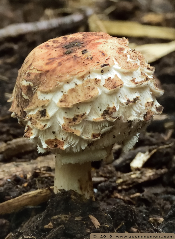 paddenstoel toadstool
Trefwoorden: Bestzoo Nederland paddenstoel toadstool