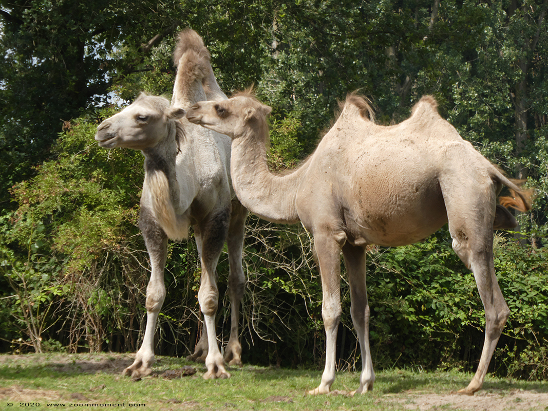 kameel ( Camelus bactrianus ) Bactrian camel
Trefwoorden: Bestzoo Nederland kameel  Camelus bactrianus  Bactrian camel 
