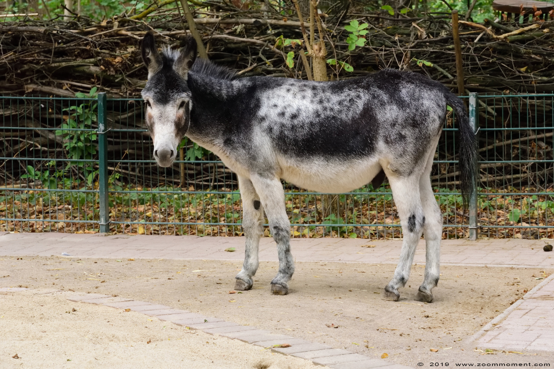 ezel  ( Equus asinus )  donkey
Trefwoorden: Heimattiergarten Schoenebeck Bierer Berg Germany ezel Equus asinus donkey