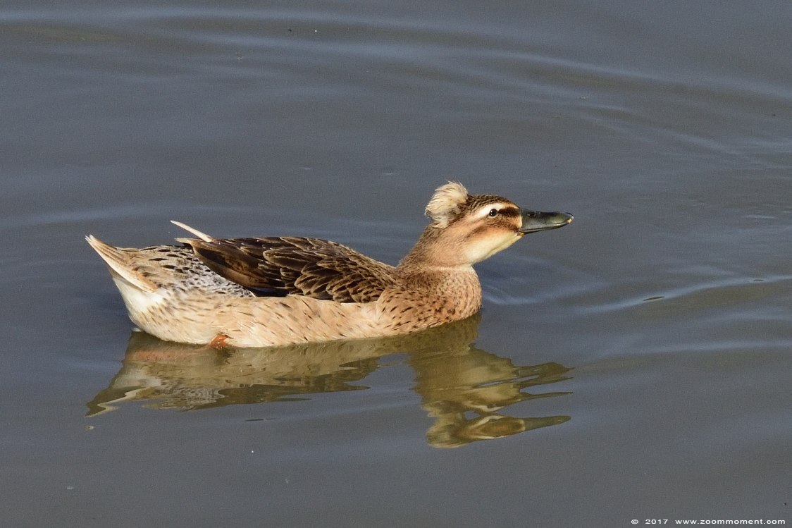 oud hollandse kuifeend   duck
Trefwoorden: Uilenpark De Paay Beesd oud hollandse kuifeend duck