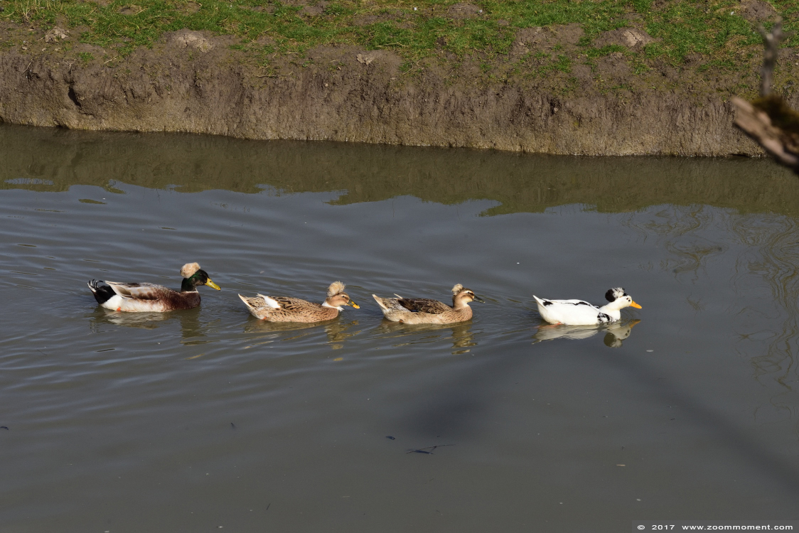 oud hollandse kuifeend   duck
Trefwoorden: Uilenpark De Paay Beesd oud hollandse kuifeend duck