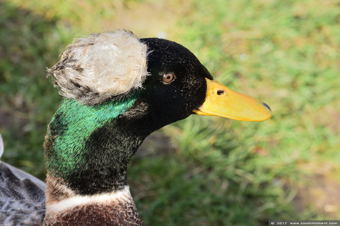 oud hollandse kuifeend   duck
Paraules clau: Uilenpark De Paay Beesd oud hollandse kuifeend duck