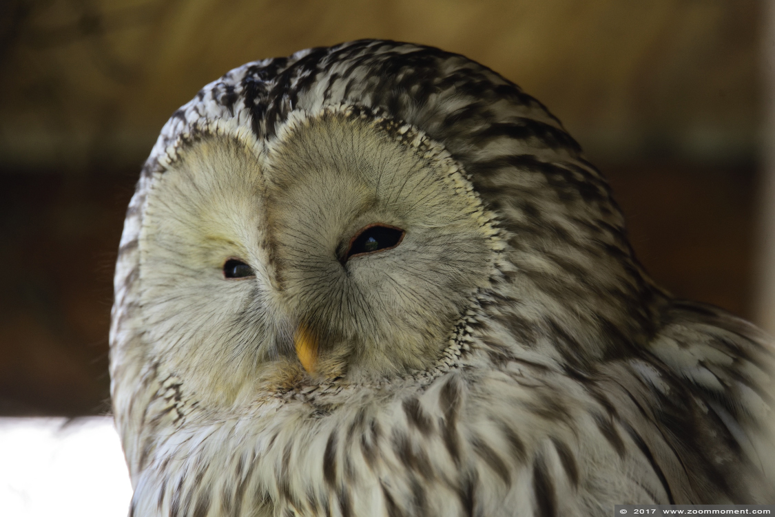 Oeraluil ( Strix uralensis ) Ural owl
Trefwoorden: Uilenpark De Paay Beesd Oeraluil Strix uralensis  Ural owl