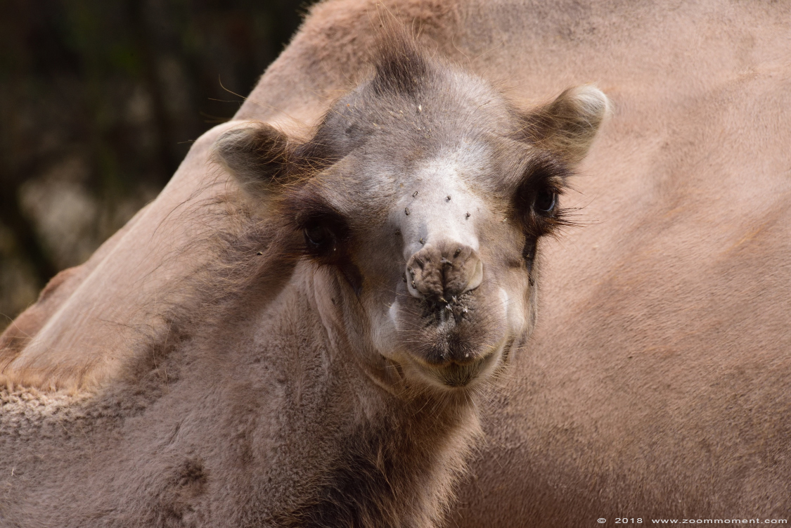 kameel ( Camelus bactrianus ) Bactrian camel
Trefwoorden: Dierenrijk Nederland Netherlands kameel Camelus bactrianus  Bactrian camel