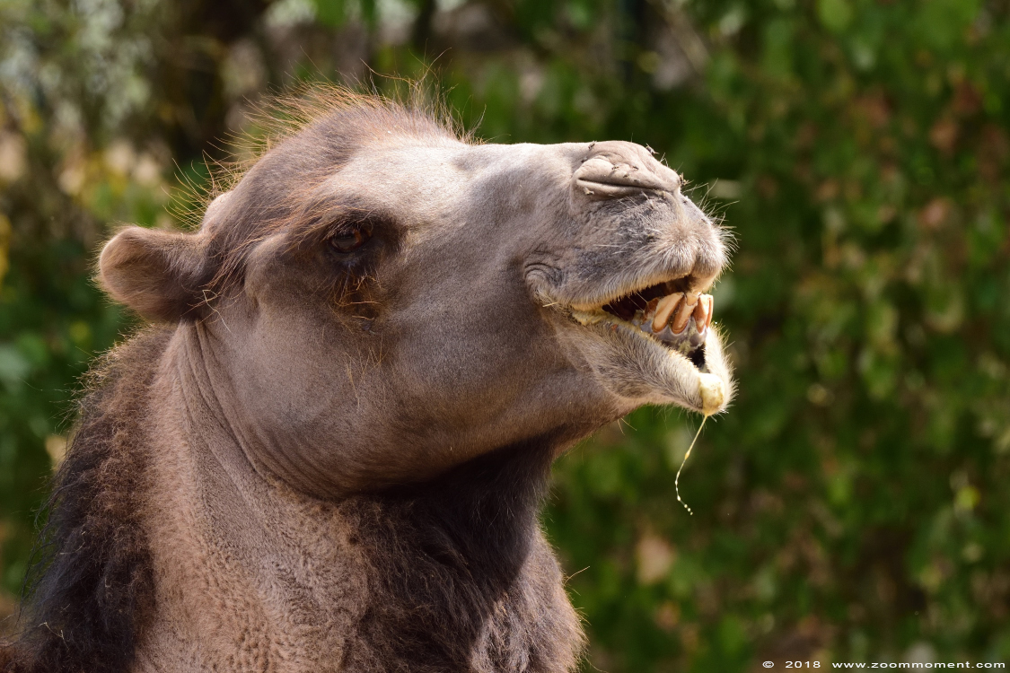 kameel ( Camelus bactrianus ) Bactrian camel
Słowa kluczowe: Dierenrijk Nederland Netherlands kameel Camelus bactrianus  Bactrian camel